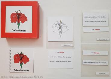 Definitionsmaterial - Die Teile der Blüte