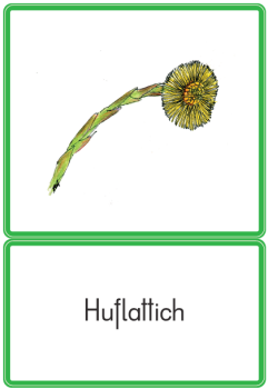 Klassifikationsmaterial - Frühblüher
