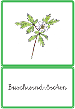 Klassifikationsmaterial - Frühblüher