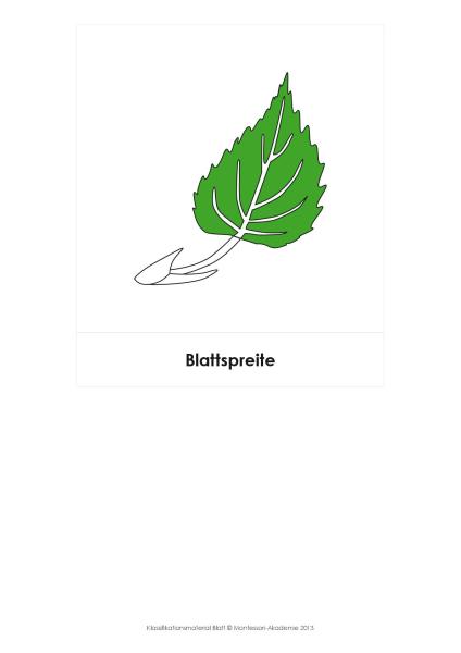 BIOLOGIE - Klassifikationsmaterial Teile des Blattes