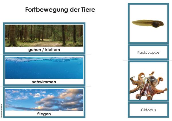 BIOLOGIE - Klassifikationskarten Fortbewegung der Tiere