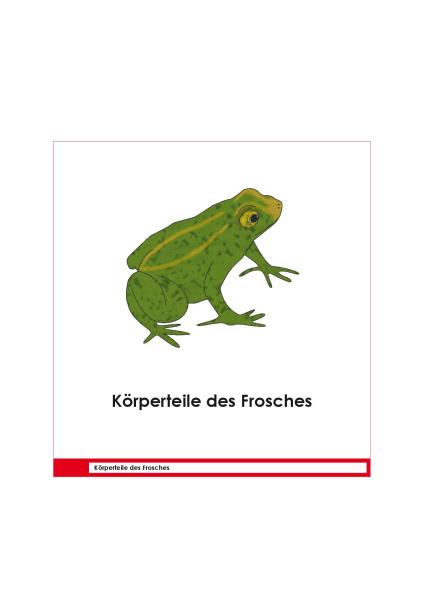 BIOLOGIE - Definitionsmaterial Körperteile der Wirbeltiere: Der Frosch