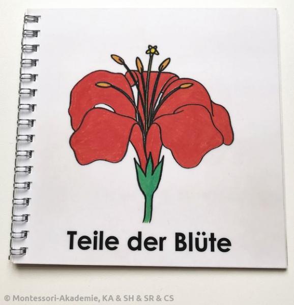 Definitionsmaterial - Die Teile der Blüte