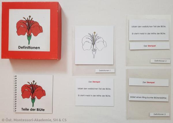 Definitionsmaterial - Die Teile der Blüte