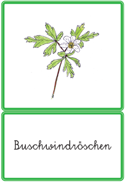 Klassifikationsmaterial - Frühblüher