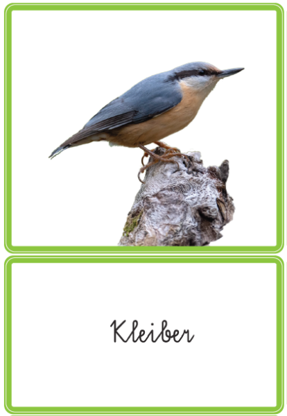 Klassifikationsmaterial - heimische Vögel