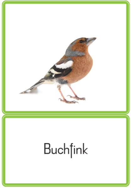 Klassifikationsmaterial - heimische Vögel