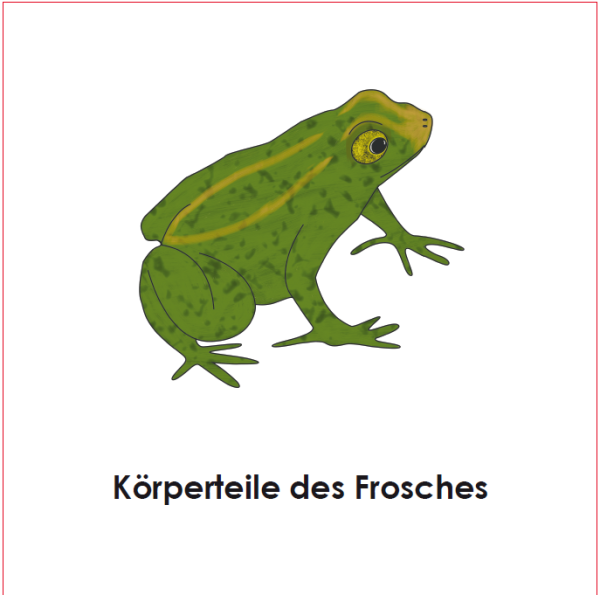 Definitionsmaterial - Körperteile Wirbeltiere - Der Frosch